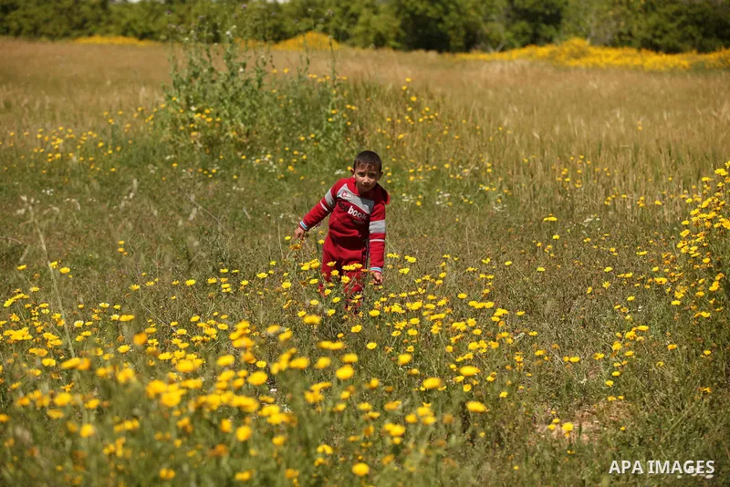 A Palestinian boy picks wild mustard flowers which grow in fields in the east of Gaza City, on March 23, 2016, as the official start of spring is marked by the by the Vernal Equinox. Photo by Ashraf Amra