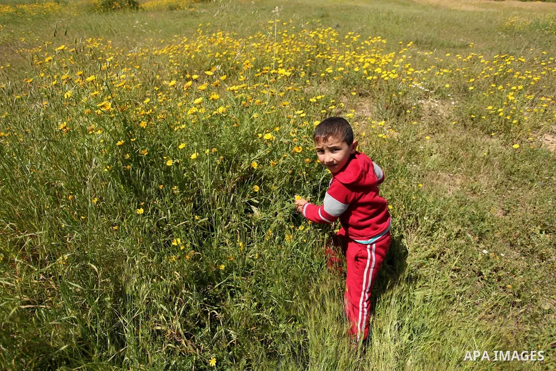 A Palestinian boy picks wild mustard flowers which grow in fields in the east of Gaza City, on March 23, 2016, as the official start of spring is marked by the by the Vernal Equinox. Photo by Ashraf Amra