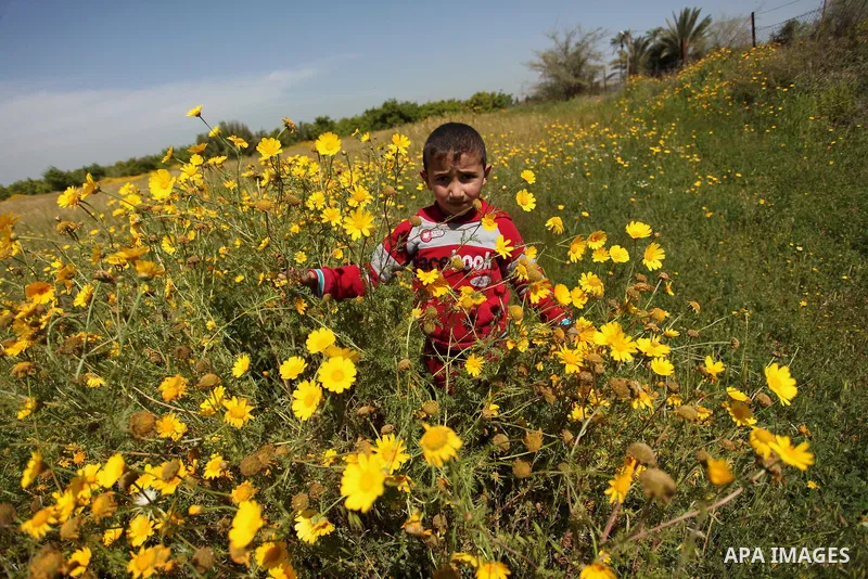 A Palestinian boy picks wild mustard flowers which grow in fields in the east of Gaza City, on March 23, 2016, as the official start of spring is marked by the by the Vernal Equinox. Photo by Ashraf Amra