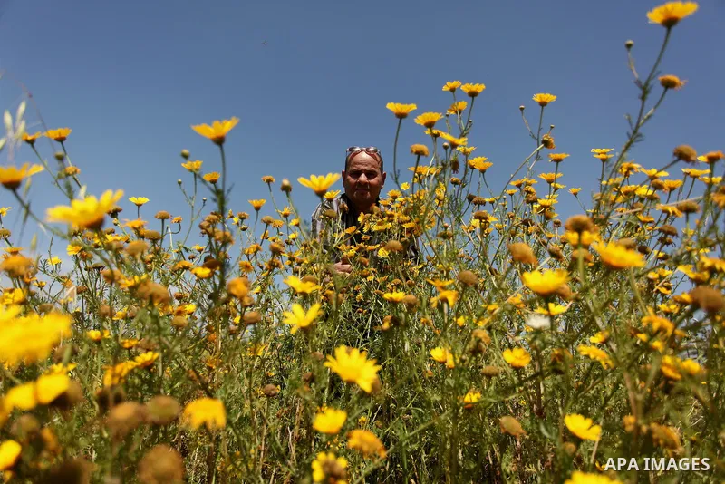 A Palestinian man picks wild mustard flowers which grow in fields in the east of Gaza City, on March 23, 2016, as the official start of spring is marked by the by the Vernal Equinox. Photo by Ashraf Amra