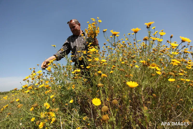 A Palestinian man picks wild mustard flowers which grow in fields in the east of Gaza City, on March 23, 2016, as the official start of spring is marked by the by the Vernal Equinox. Photo by Ashraf Amra