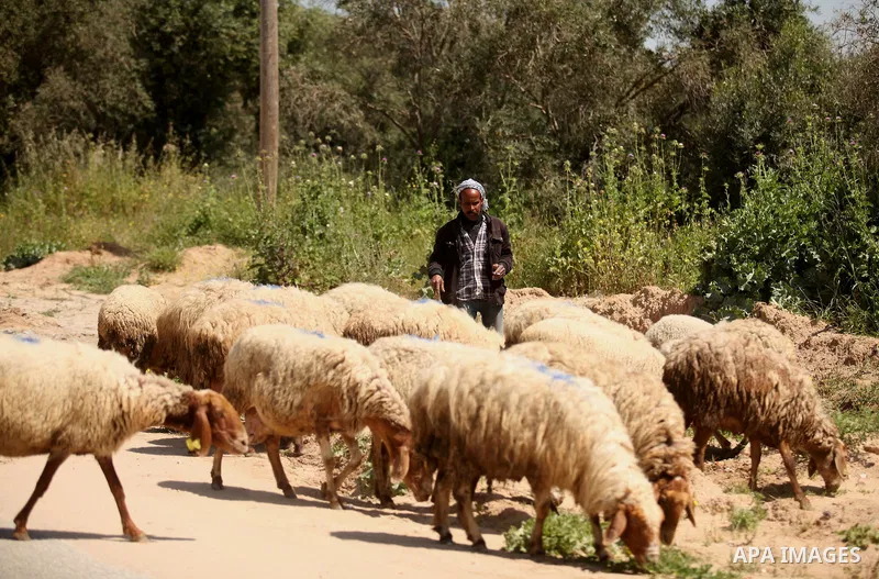A Palestinian shepherd herds sheep in a wild mustard flowers field in the east of Gaza City, on March 23, 2016, as the official start of spring is marked by the by the Vernal Equinox. Photo by Ashraf Amra