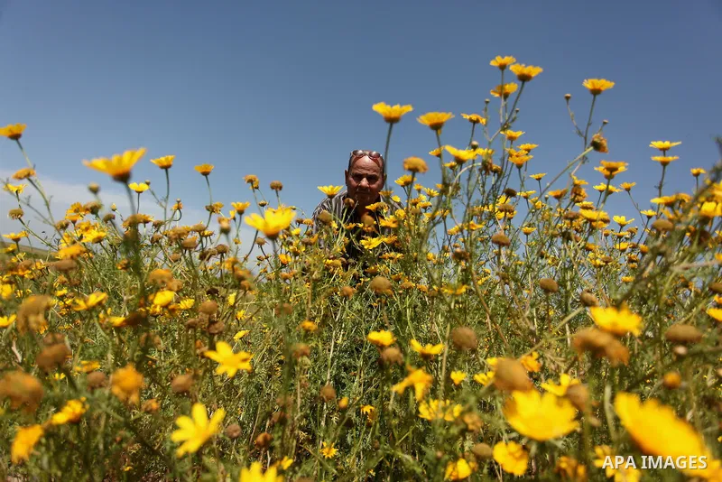 A Palestinian man picks wild mustard flowers which grow in fields in the east of Gaza City, on March 23, 2016, as the official start of spring is marked by the by the Vernal Equinox. Photo by Ashraf Amra