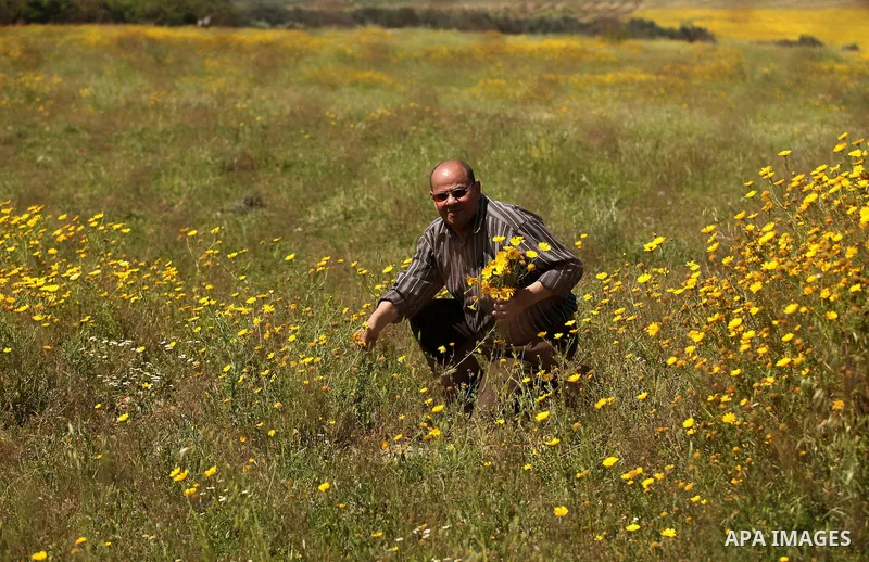 A Palestinian man picks wild mustard flowers which grow in fields in the east of Gaza City, on March 23, 2016, as the official start of spring is marked by the by the Vernal Equinox. Photo by Ashraf Amra