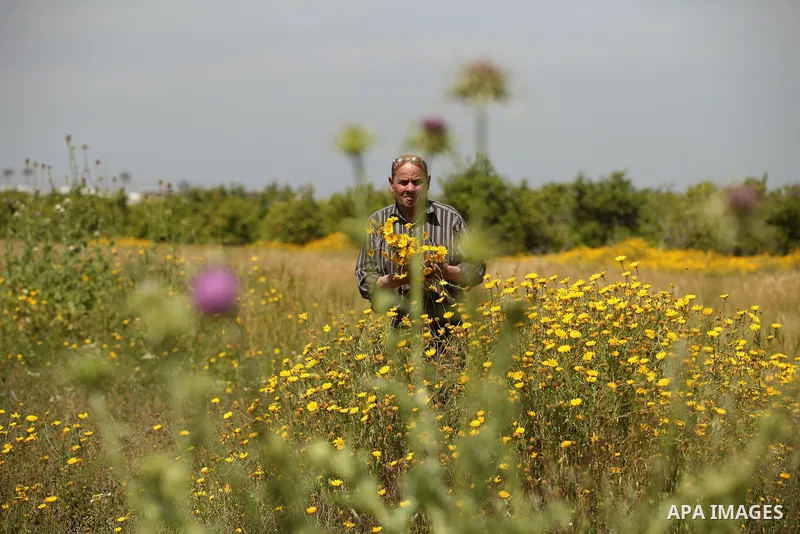 A Palestinian man picks wild mustard flowers which grow in fields in the east of Gaza City, on March 23, 2016, as the official start of spring is marked by the by the Vernal Equinox. Photo by Ashraf Amra