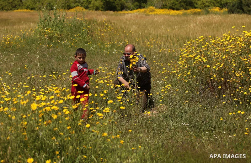 Palestinians pick wild mustard flowers which grow in fields in the east of Gaza City, on March 23, 2016, as the official start of spring is marked by the by the Vernal Equinox. Photo by Ashraf Amra