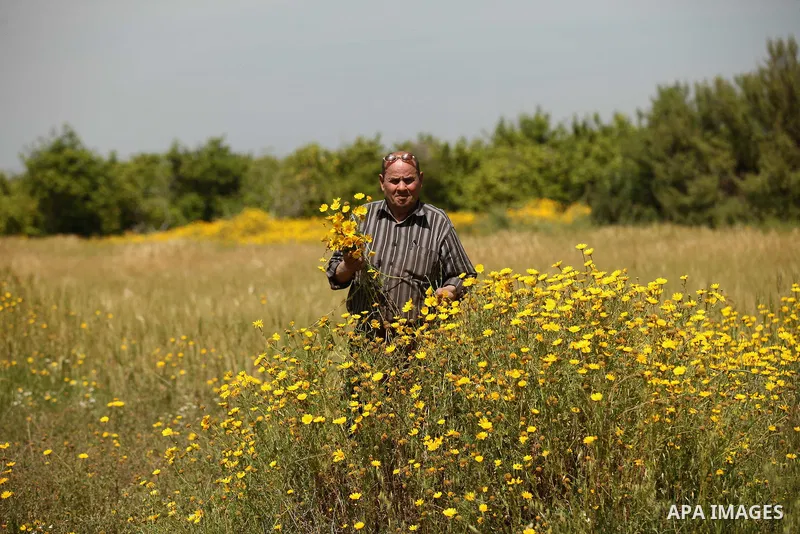 A Palestinian man picks wild mustard flowers which grow in fields in the east of Gaza City, on March 23, 2016, as the official start of spring is marked by the by the Vernal Equinox. Photo by Ashraf Amra
