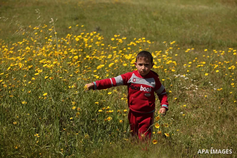 A Palestinian boy picks wild mustard flowers which grow in fields in the east of Gaza City, on March 23, 2016, as the official start of spring is marked by the by the Vernal Equinox. Photo by Ashraf Amra