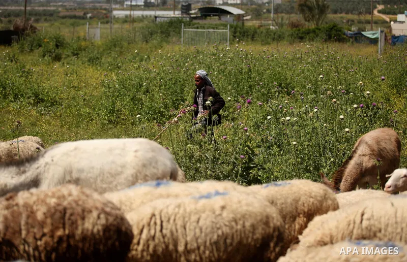 A Palestinian shepherd herds sheep in a wild mustard flowers field in the east of Gaza City, on March 23, 2016, as the official start of spring is marked by the by the Vernal Equinox. Photo by Ashraf Amra