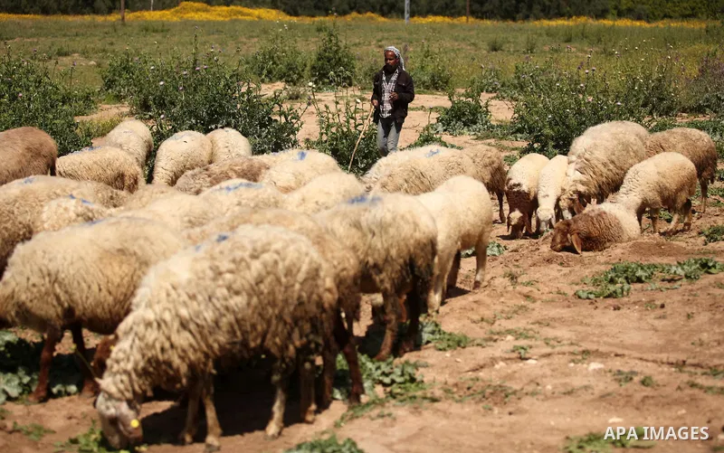 A Palestinian shepherd herds sheep in a wild mustard flowers field in the east of Gaza City, on March 23, 2016, as the official start of spring is marked by the by the Vernal Equinox. Photo by Ashraf Amra