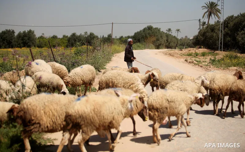 A Palestinian shepherd herds sheep in a wild mustard flowers field in the east of Gaza City, on March 23, 2016, as the official start of spring is marked by the by the Vernal Equinox. Photo by Ashraf Amra