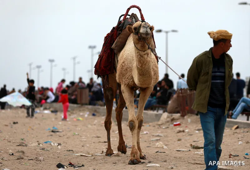 A Palestinian man leads a camel at the beach of the Mediterranean sea on the coast of Gaza city, on March 25, 2016. Photo by Yasser Qudih