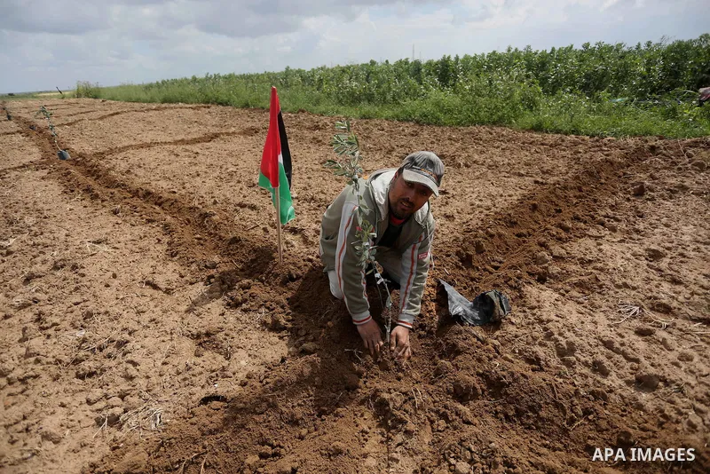Palestinians plant olive trees during a march to mark Land Day in Gaza, on March 29, 2016. The annual demonstrations mark the deaths of six Arab Israeli protesters at the hands of Israeli police and troops during mass pr...