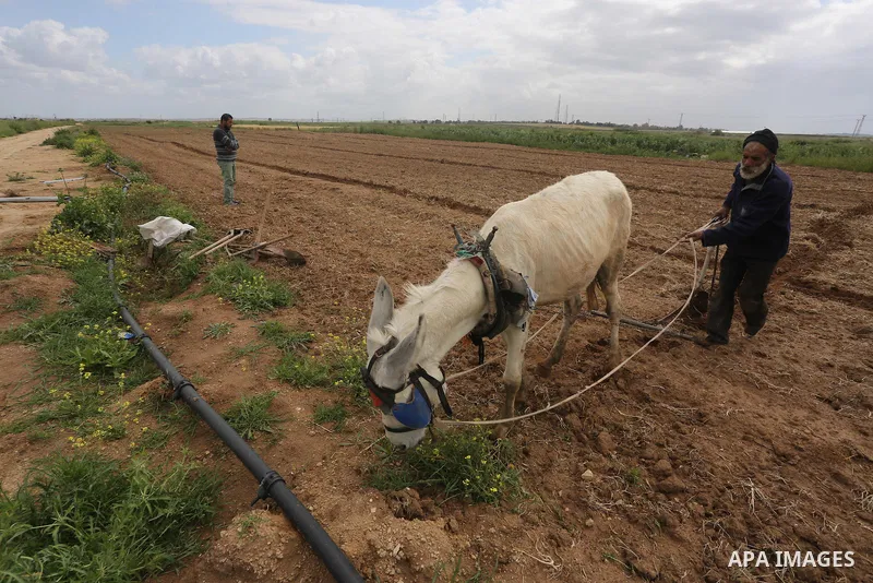 Palestinians plant olive trees during a march to mark Land Day in Gaza, on March 29, 2016. The annual demonstrations mark the deaths of six Arab Israeli protesters at the hands of Israeli police and troops during mass pr...