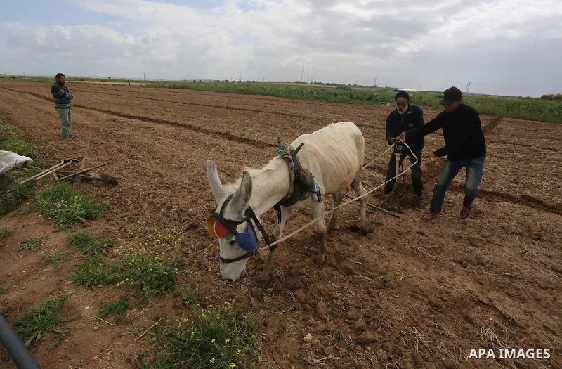 Palestinians plant olive trees during a march to mark Land Day in Gaza, on March 29, 2016. The annual demonstrations mark the deaths of six Arab Israeli protesters at the hands of Israeli police and troops during mass pr...