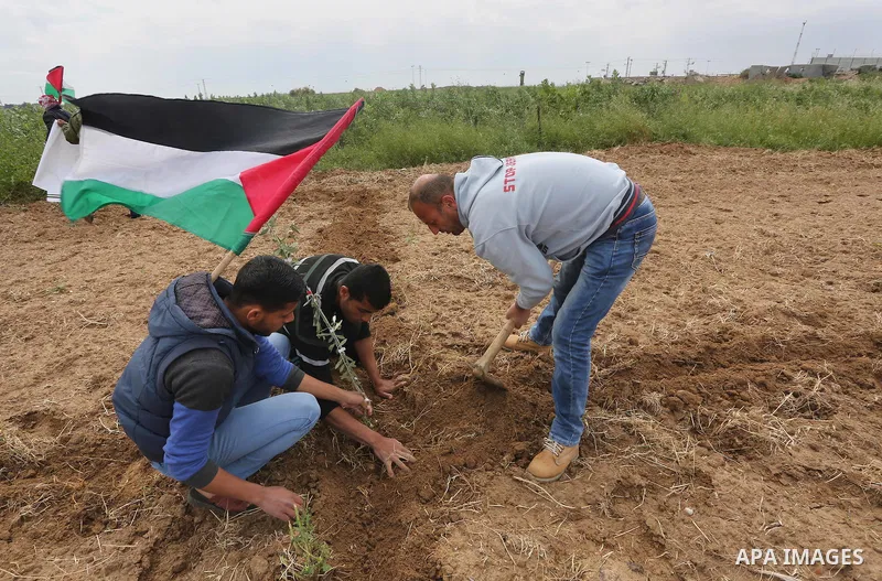 Palestinians plant olive trees during a march to mark Land Day in Gaza, on March 29, 2016. The annual demonstrations mark the deaths of six Arab Israeli protesters at the hands of Israeli police and troops during mass pr...