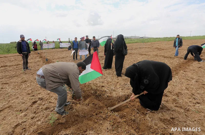 Palestinians plant olive trees during a march to mark Land Day in Gaza, on March 29, 2016. The annual demonstrations mark the deaths of six Arab Israeli protesters at the hands of Israeli police and troops during mass pr...
