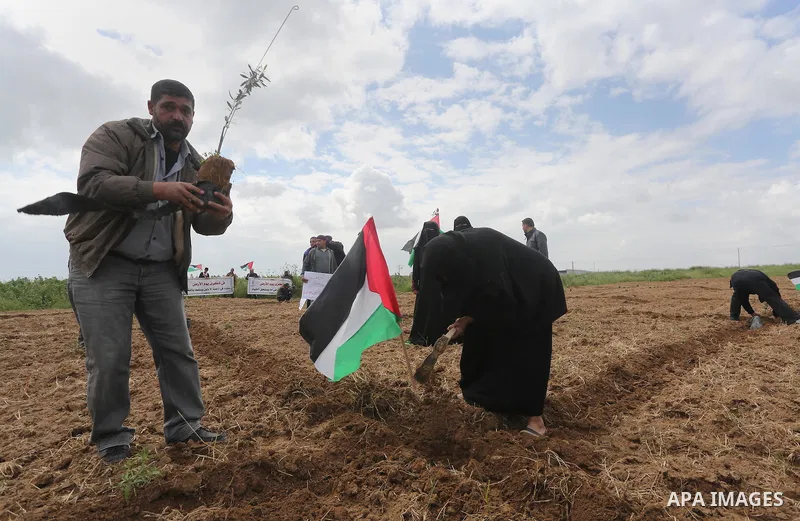 Palestinians plant olive trees during a march to mark Land Day in Gaza, on March 29, 2016. The annual demonstrations mark the deaths of six Arab Israeli protesters at the hands of Israeli police and troops during mass pr...