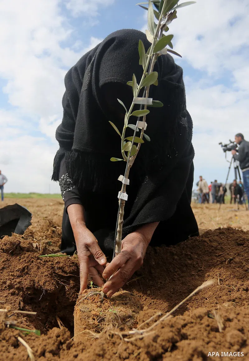 Palestinians plant olive trees during a march to mark Land Day in Gaza, on March 29, 2016. The annual demonstrations mark the deaths of six Arab Israeli protesters at the hands of Israeli police and troops during mass pr...