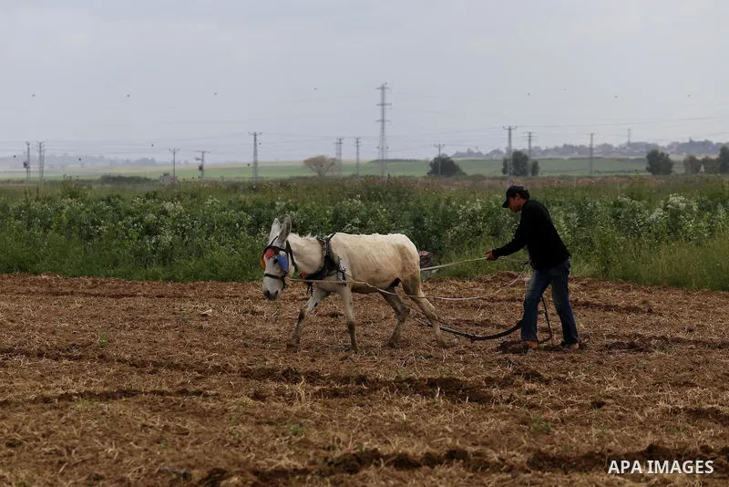 Palestinians plant olive trees during a march to mark Land Day in Gaza, on March 29, 2016. The annual demonstrations mark the deaths of six Arab Israeli protesters at the hands of Israeli police and troops during mass pr...