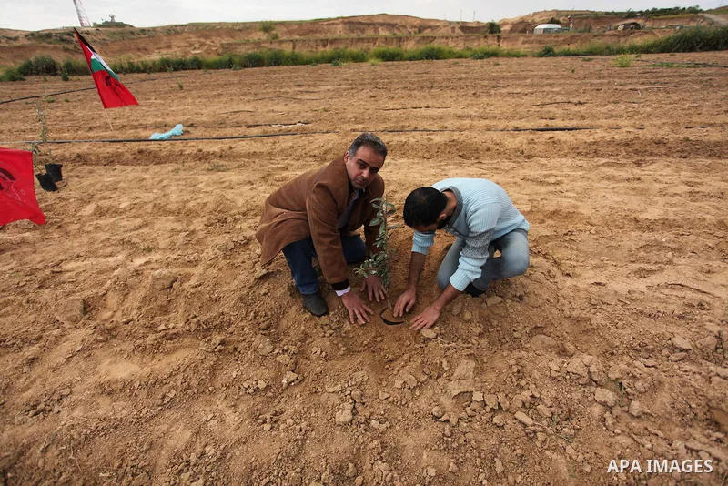 Palestinian men plant olive trees during a rally marking Land Day, near the Israeli border with central Gaza Strip March 30, 2016. March 30 marks Land Day, the annual commemorations of the killing by police of six Arab c...