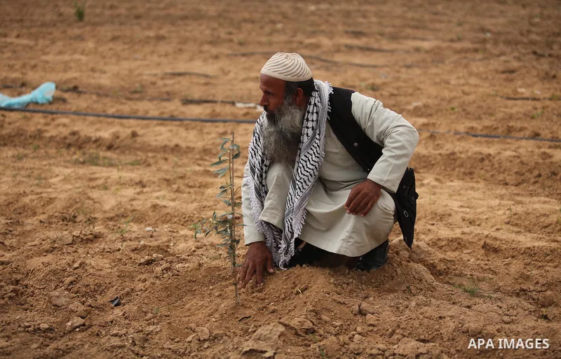 A Palestinian man plants olive trees during a rally marking Land Day, near the Israeli border with central Gaza Strip March 30, 2016. March 30 marks Land Day, the annual commemorations of the killing by police of six Ara...