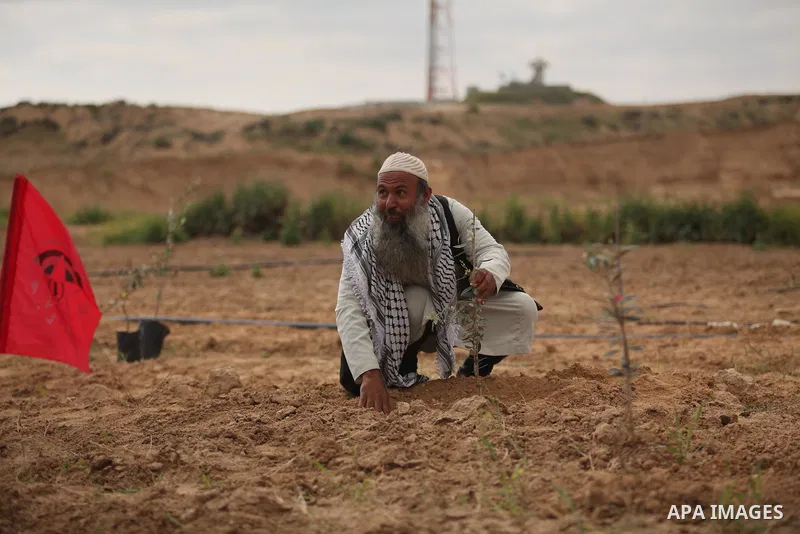 A Palestinian man plants olive trees during a rally marking Land Day, near the Israeli border with central Gaza Strip March 30, 2016. March 30 marks Land Day, the annual commemorations of the killing by police of six Ara...