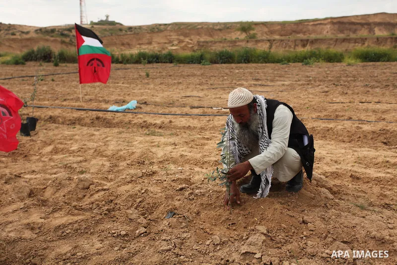 A Palestinian man plants olive trees during a rally marking Land Day, near the Israeli border with central Gaza Strip March 30, 2016. March 30 marks Land Day, the annual commemorations of the killing by police of six Ara...