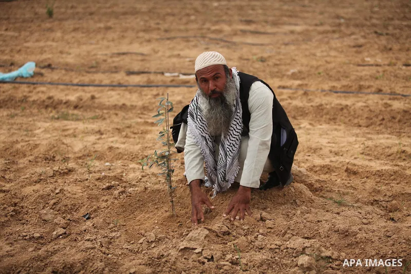 A Palestinian man plants olive trees during a rally marking Land Day, near the Israeli border with central Gaza Strip March 30, 2016. March 30 marks Land Day, the annual commemorations of the killing by police of six Ara...