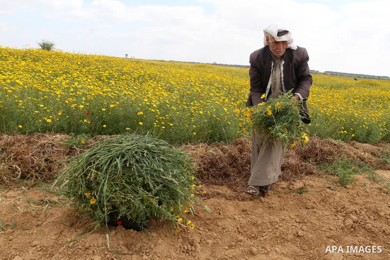 Palestinian farmer Abed al-Hady Qudeih, 87, works on his field in the village of Khuzaa, east of Khan Yunis, in the southern Gaza Strip, on March 30, 2016, as Palestinians mark Land Day. March 30 marks Land Day, the annu...