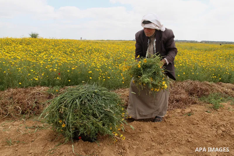 Palestinian farmer Abed al-Hady Qudeih, 87, works on his field in the village of Khuzaa, east of Khan Yunis, in the southern Gaza Strip, on March 30, 2016, as Palestinians mark Land Day. March 30 marks Land Day, the annu...