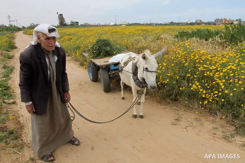 Palestinian farmer Abed al-Hady Qudeih, 87, works on his field in the village of Khuzaa, east of Khan Yunis, in the southern Gaza Strip, on March 30, 2016, as Palestinians mark Land Day. March 30 marks Land Day, the annu...