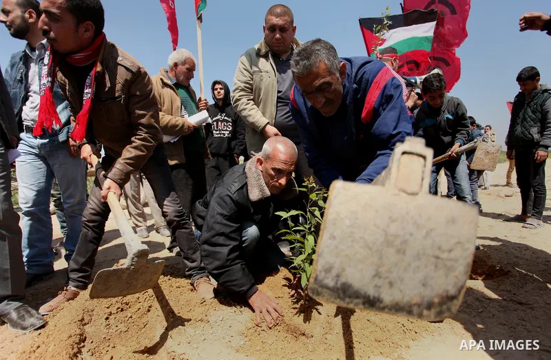Palestinian protesters plant olive trees during a rally to mark Land Day, near the Nahal Oz crossing east of Gaza City on March 31, 2016. The annual commemorations of the killing by police of six Arab citizens in 1976 du...