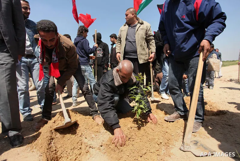 Palestinian protesters plant olive trees during a rally to mark Land Day, near the Nahal Oz crossing east of Gaza City on March 31, 2016. The annual commemorations of the killing by police of six Arab citizens in 1976 du...