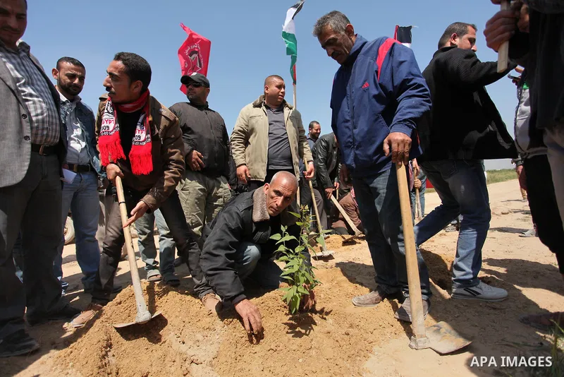 Palestinian protesters plant olive trees during a rally to mark Land Day, near the Nahal Oz crossing east of Gaza City on March 31, 2016. The annual commemorations of the killing by police of six Arab citizens in 1976 du...