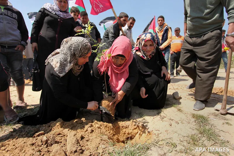 Palestinian protesters plant olive trees during a rally to mark Land Day, near the Nahal Oz crossing east of Gaza City on March 31, 2016. The annual commemorations of the killing by police of six Arab citizens in 1976 du...