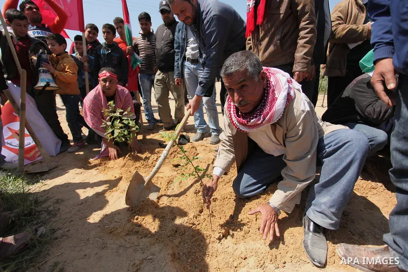 Palestinian protesters plant olive trees during a rally to mark Land Day, near the Nahal Oz crossing east of Gaza City on March 31, 2016. The annual commemorations of the killing by police of six Arab citizens in 1976 du...