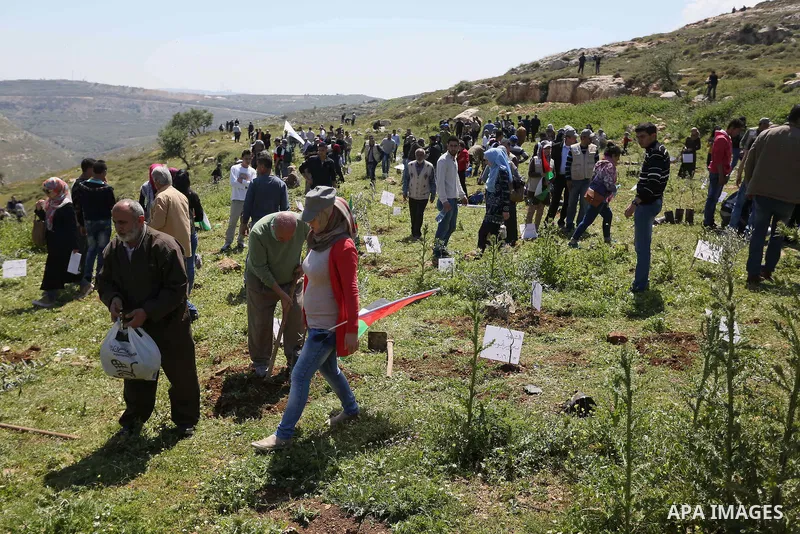 Palestinian volunteers plant olive trees, bearing the names of Palestinians who were killed amid a wave of violence that erupted in October, in the mountains near the Palestinian town of al-Bireh on the outskirts of Rama...