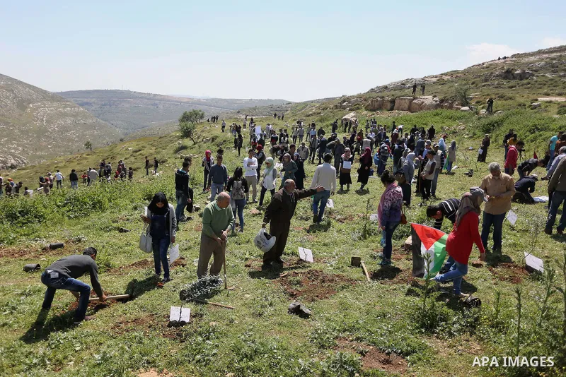 Palestinian volunteers plant olive trees, bearing the names of Palestinians who were killed amid a wave of violence that erupted in October, in the mountains near the Palestinian town of al-Bireh on the outskirts of Rama...