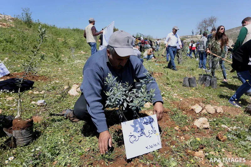 Palestinian volunteers plant olive trees, bearing the names of Palestinians who were killed amid a wave of violence that erupted in October, in the mountains near the Palestinian town of al-Bireh on the outskirts of Rama...