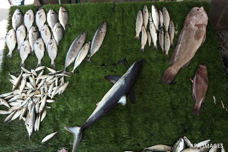 A Palestinian fisherman displays fish at his shop in the Gaza seaport, on April 03, 2016. Israel on Sunday extended the distance it permits Gaza fishermen to head out to sea along certain parts of the coastline of the en...