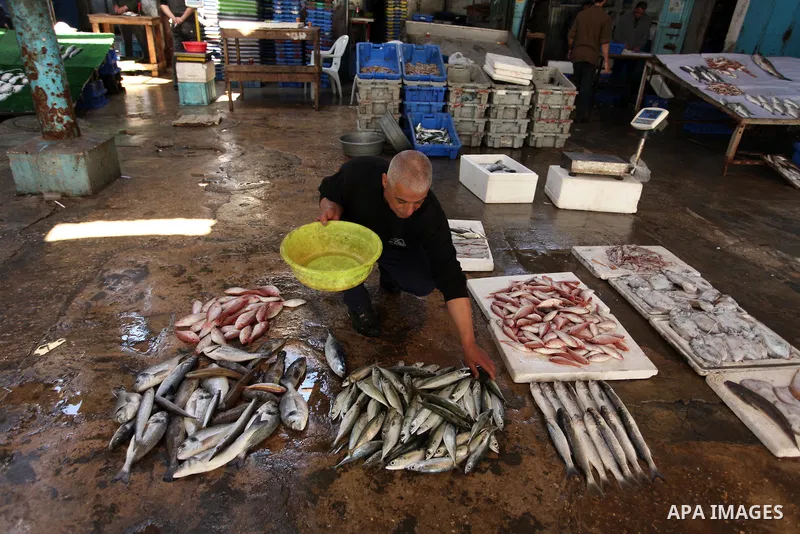 A Palestinian fisherman displays fish at his shop in the Gaza seaport, on April 03, 2016. Israel on Sunday extended the distance it permits Gaza fishermen to head out to sea along certain parts of the coastline of the en...