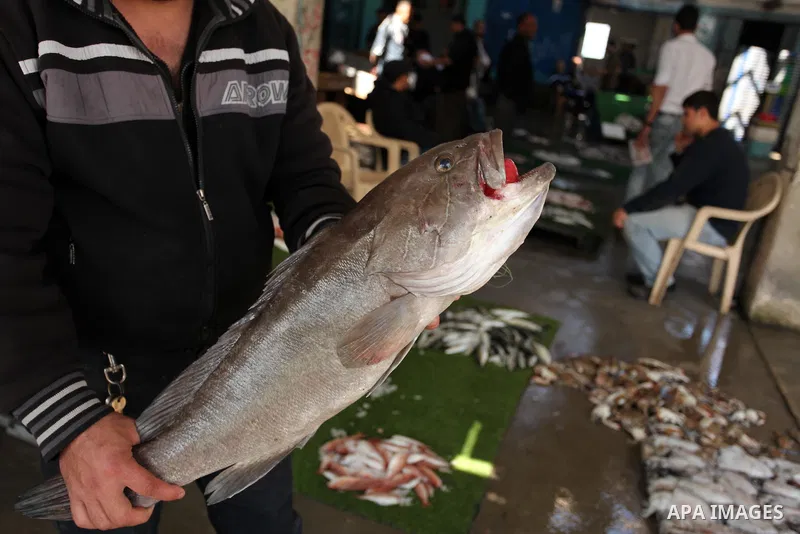 A Palestinian fisherman displays fish at his shop in the Gaza seaport, on April 03, 2016. Israel on Sunday extended the distance it permits Gaza fishermen to head out to sea along certain parts of the coastline of the en...