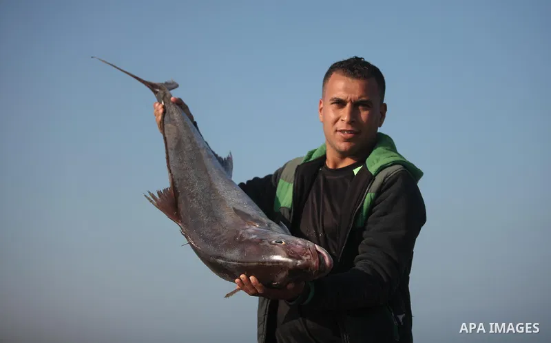 A Palestinian fisherman displays fish for sale, in Gaza seaport, on April 4, 2016. Israel on Sunday extended the distance it permits Gaza fishermen to head out to sea along certain parts of the coastline of the enclave,...