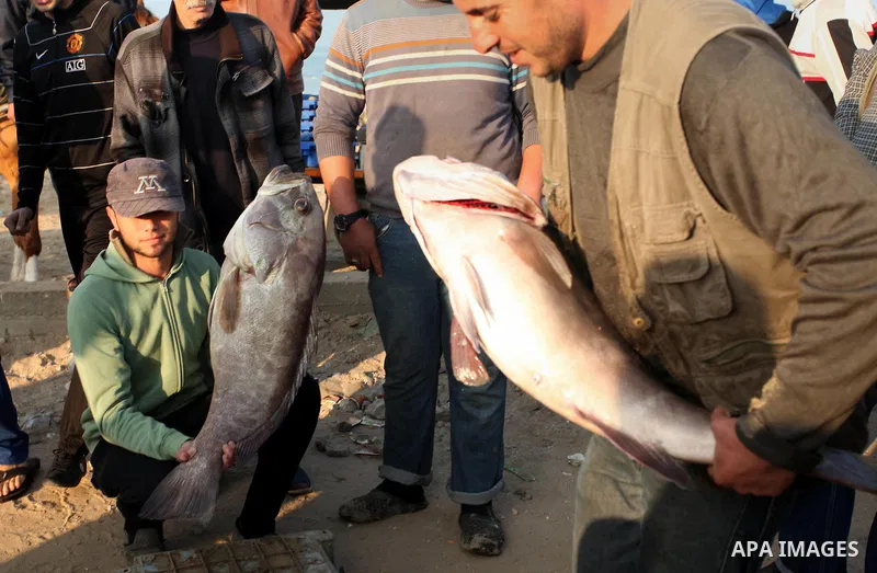 Palestinian fishermen display fish for sale, in Gaza seaport, on April 4, 2016. Israel on Sunday extended the distance it permits Gaza fishermen to head out to sea along certain parts of the coastline of the enclave, whi...