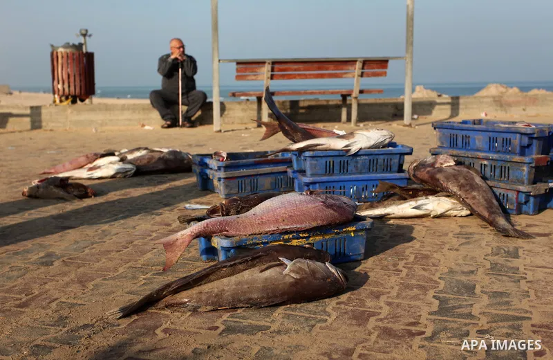 Palestinian fishermen display fish for sale, in Gaza seaport, on April 4, 2016. Israel on Sunday extended the distance it permits Gaza fishermen to head out to sea along certain parts of the coastline of the enclave, whi...