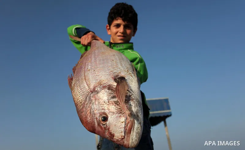 A Palestinian boy displays fish for sale, in Gaza seaport, on April 4, 2016. Israel on Sunday extended the distance it permits Gaza fishermen to head out to sea along certain parts of the coastline of the enclave, which...