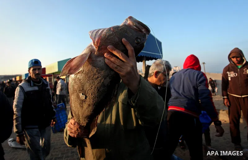 A Palestinian fisherman displays fish for sale, in Gaza seaport, on April 4, 2016. Israel on Sunday extended the distance it permits Gaza fishermen to head out to sea along certain parts of the coastline of the enclave,...