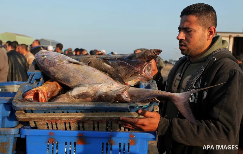 Palestinian fishermen display fish for sale, in Gaza seaport, on April 4, 2016. Israel on Sunday extended the distance it permits Gaza fishermen to head out to sea along certain parts of the coastline of the enclave, whi...