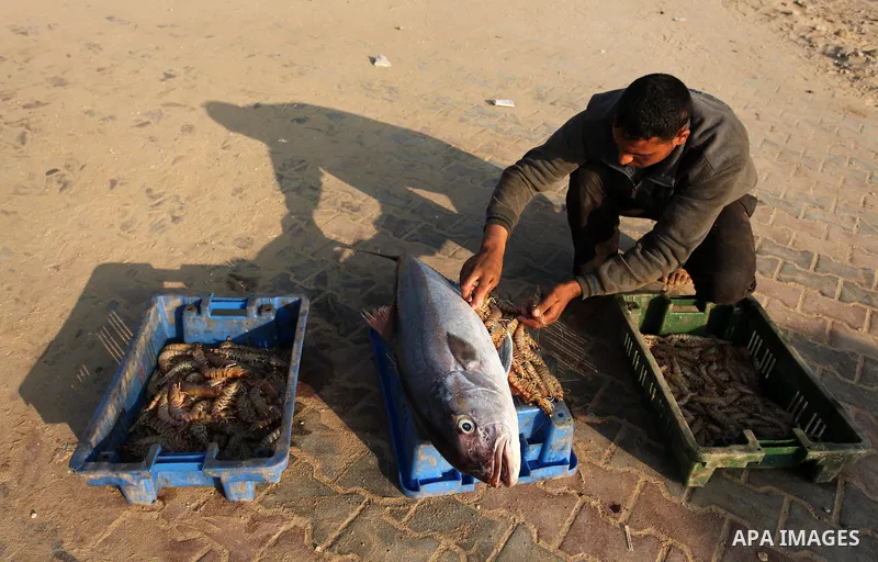 Palestinian fishermen display fish for sale, in Gaza seaport, on April 4, 2016. Israel on Sunday extended the distance it permits Gaza fishermen to head out to sea along certain parts of the coastline of the enclave, whi...